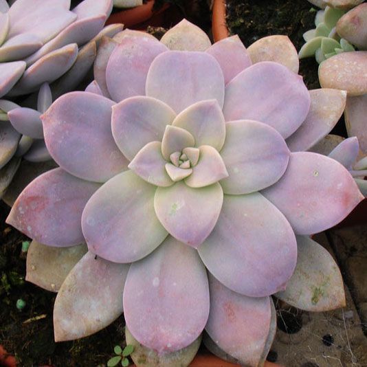 Graptopetalum pentandrum superbum