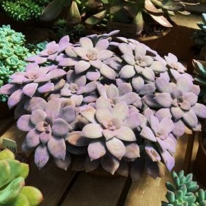 Graptopetalum pentandrum superbum