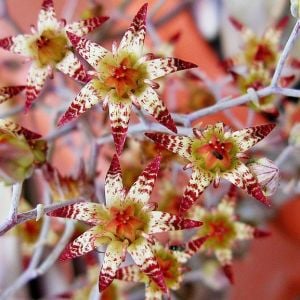 Graptopetalum pentandrum superbum