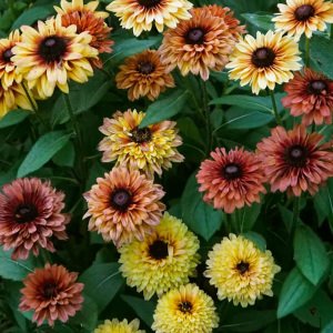 Sahara güneş şapkası çiçeği saksıda rudbeckia hirta