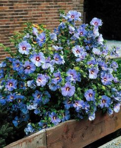 Mavi ağaç hatmi fidanı hibiscus syriacus oiseau bleu