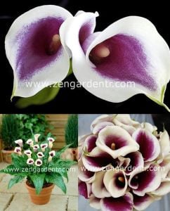 Mor beyaz gala soğanı picasso ithal calla lily zantedeschia