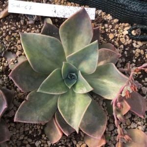 Echeveria huths pink sukulent bitki