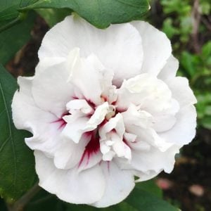 Katlı ağaç hatmi fidanı hibiscus syriacus speciosus