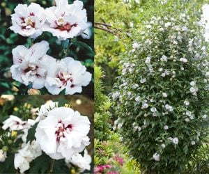 Katlı ağaç hatmi fidanı hibiscus syriacus speciosus