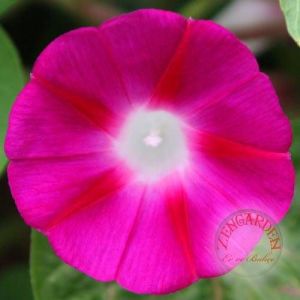 Kırmızı dev çiçekli sabah sefası tohumu ipomoea purpurea