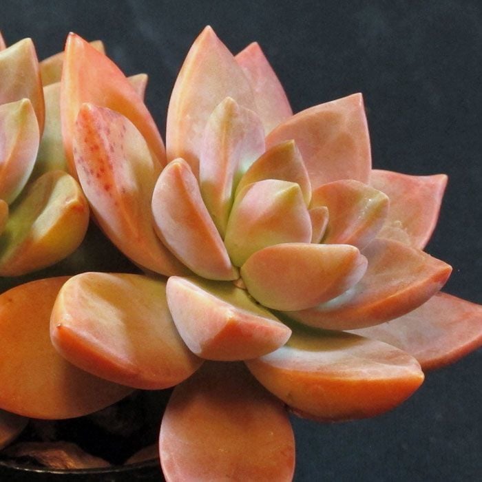 Graptosedum california sunset