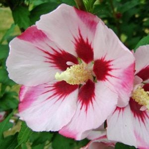 Ağaç hatmi fidanı hibiscus syriacus hamabo