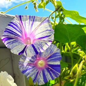 Venedik karnavalı sabah sefası tohumu karışımı ipomoea purpurea