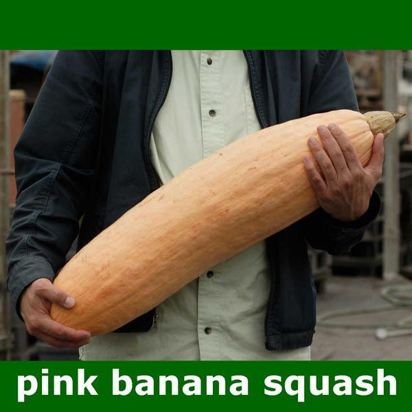 Pink banana pembe muz balkabağı tohumu