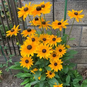 Marmalade güneş şapkası çiçeği saksıda rudbeckia hirta