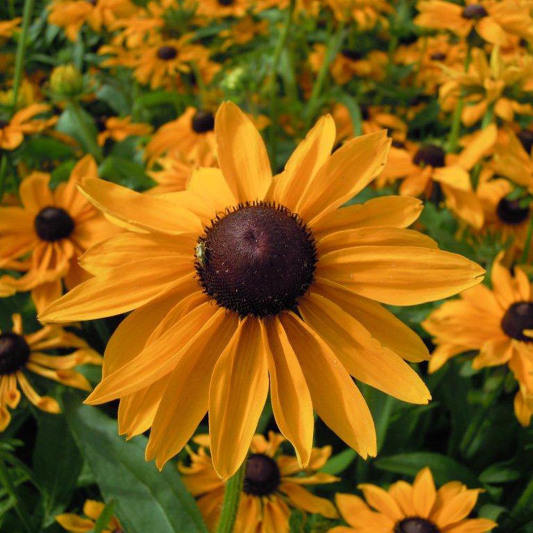 Marmalade güneş şapkası çiçeği saksıda rudbeckia hirta