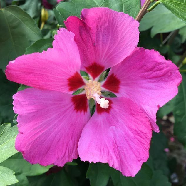 Ağaç hatmi fidanı hibiscus syriacus woodbridge