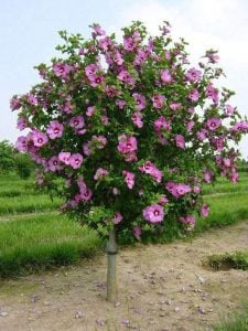Ağaç hatmi fidanı hibiscus syriacus woodbridge