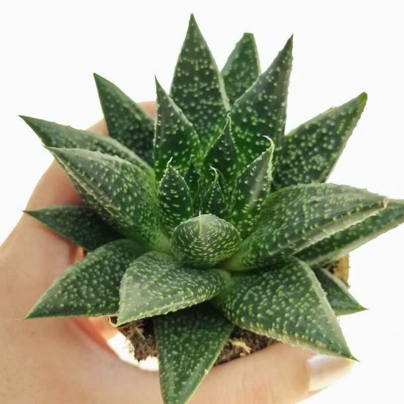 Gasteria royal princess sukulent bitki