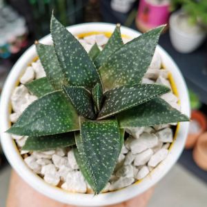 Gasteria royal princess sukulent bitki