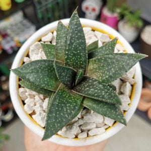 Gasteria royal princess sukulent bitki