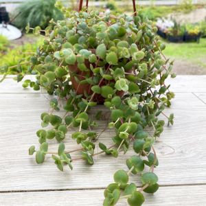 Crassula pellucida marginalis sukulent bitki calico kitten