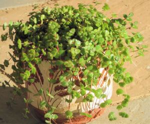 Crassula pellucida marginalis sukulent bitki calico kitten