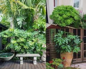 Fatsia japonica saksıda Japon aralyası