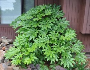 Fatsia japonica saksıda Japon aralyası