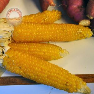 Parmak mısır tohumu atalık lady fingers corn seeds