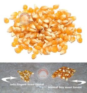 Parmak mısır tohumu atalık lady fingers corn seeds