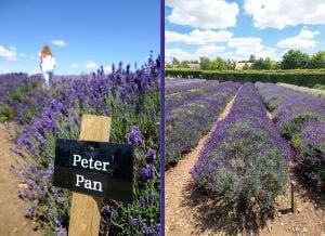 Peter Pan lavanta fidanı lavandula angustifolia