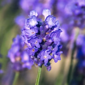 Peter Pan lavanta fidanı lavandula angustifolia