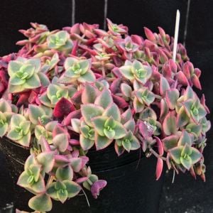 Crassula marginata variegata sukulent bitki