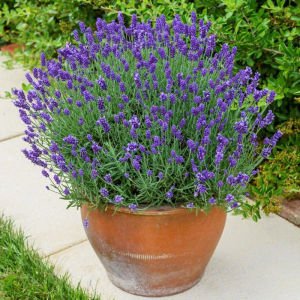 Bodur Mavi Vienco lavanta fidanı lavandula compact blue