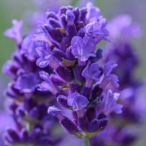 Bodur Mavi Vienco lavanta fidanı lavandula compact blue