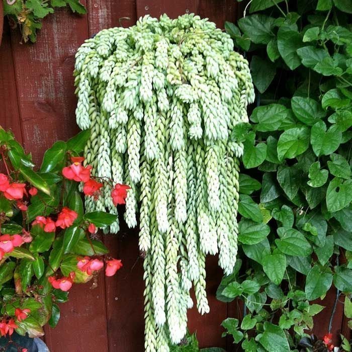 Sedum morganianum donkey tail plant