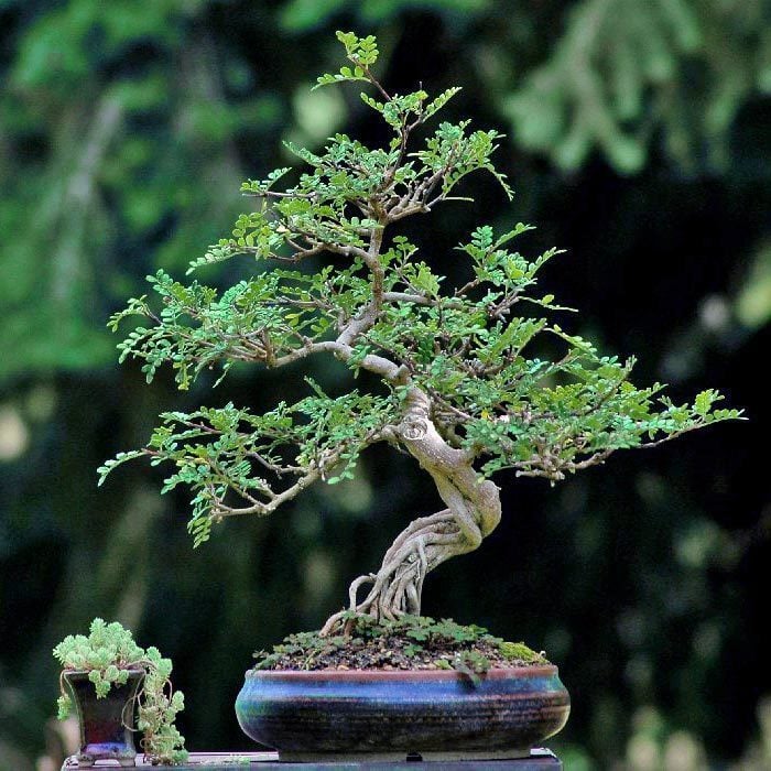 Fil ağacı fidanı operculicarya decaryi bonsai uygun