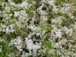 Musli kurtbağrı çiçekli çalı fidanı ligustrum ovalifolium ibota musli