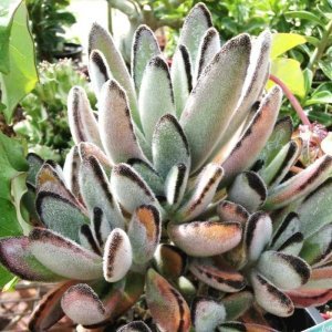 Kalanchoe chocolate soldier