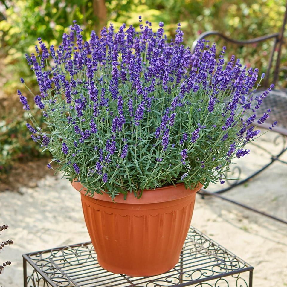 Mor Vienco lavanta fidanı lavandula angustifolia purple