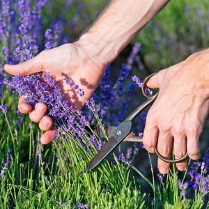 Mor Vienco lavanta fidanı lavandula angustifolia purple