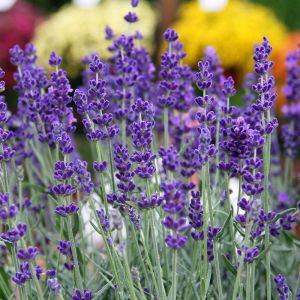 Mor Vienco lavanta fidanı lavandula angustifolia purple