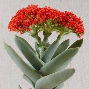 Crassula falcata sukulent bitki