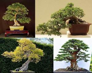 Çin karaağaç fidesi bonsai uygun ulmus parvifolia