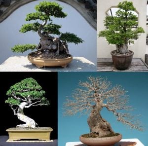 Çin karaağaç fidesi bonsai uygun ulmus parvifolia