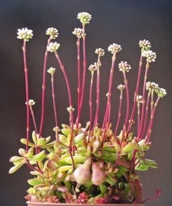 Crassula pubescens ssp radicans maxsine