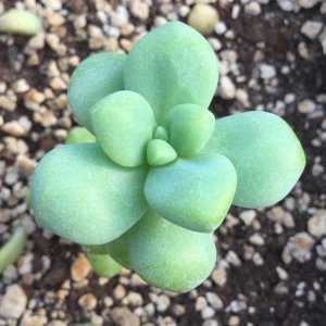 Sedum treleasii