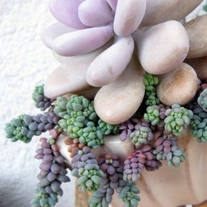 Pachyveria oviferum sukulent bitki pink moonstone succulent