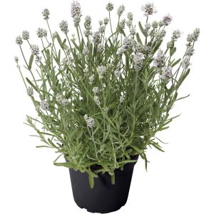 Erkenci Beyaz Vienco lavanta fidanı lavandula angustifolia white