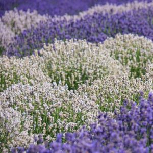 Erkenci Beyaz Vienco lavanta fidanı lavandula angustifolia white