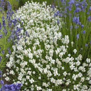 Erkenci Beyaz Vienco lavanta fidanı lavandula angustifolia white