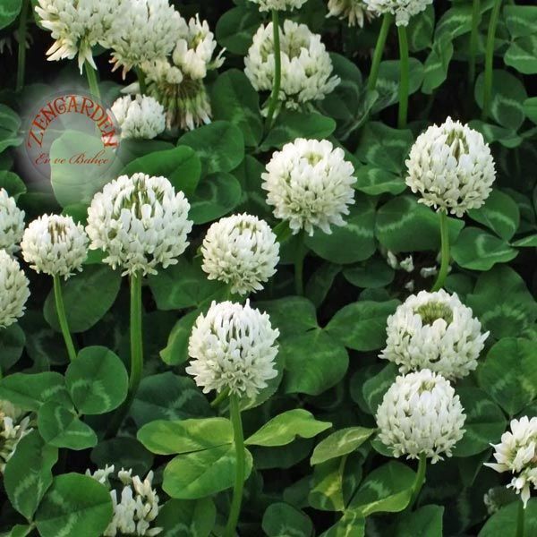 Beyaz trifolium repens tohumu üçgül çiçekli yerörtücü