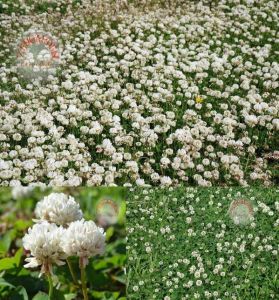 Beyaz trifolium repens tohumu üçgül çiçekli yerörtücü